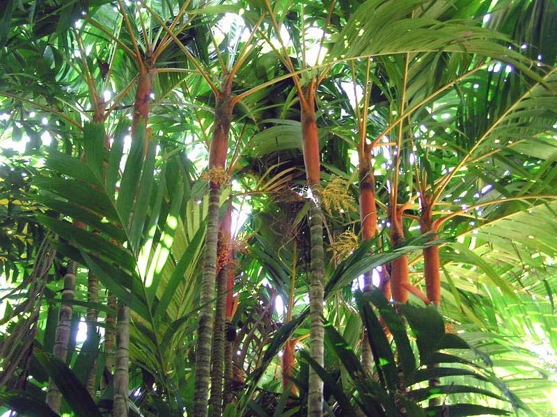 Tropical Palms: Areca Palm