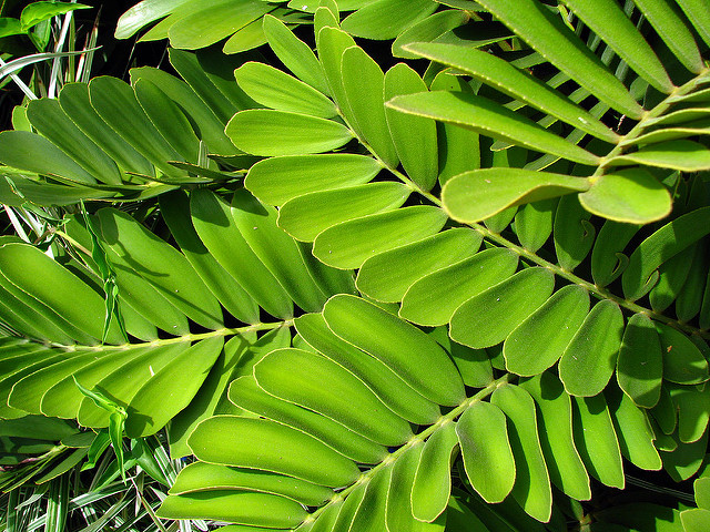 monstera adansonii variegata vergrünt Monstera Adansonii Variegata Steckling – whiteleafplants