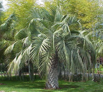 Exotic Fruit Trees: Butia (Jelly) Palm - 25 gallons oversize