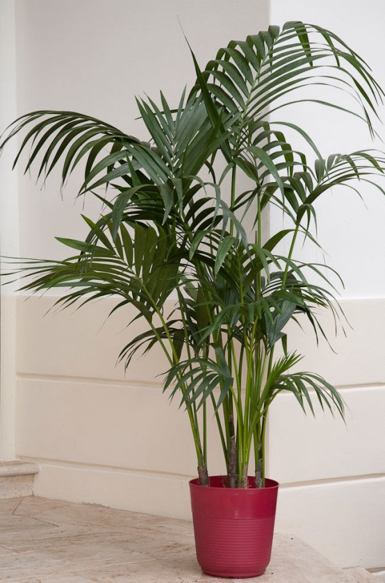 fig tree plant for sale Nearly Natural 5.5 ft. Fiddle Leaf Fig Artificial Tree main image 1