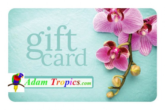 Gift-Card