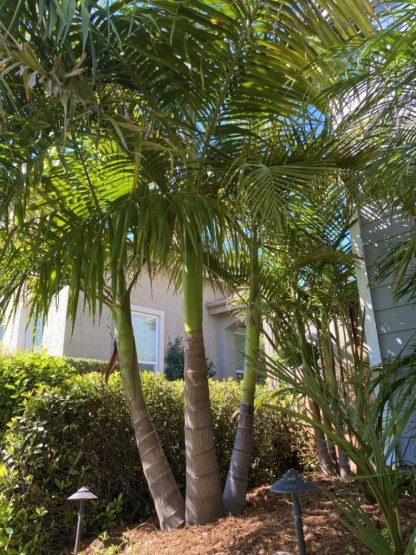 Indoor Plants: Cat Palm