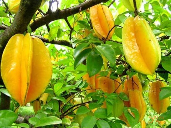 Star-Fruit-on-Tree