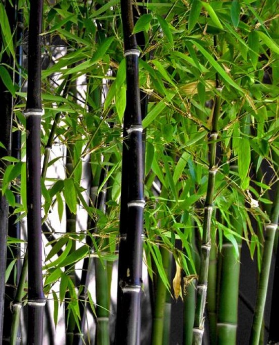black_bamboo